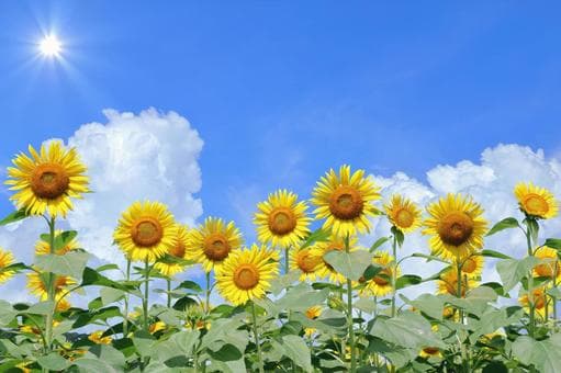 春の養生について(仮